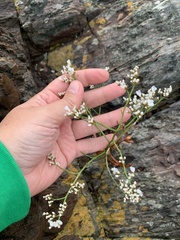 Limonium brasiliense