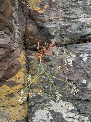 Limonium brasiliense