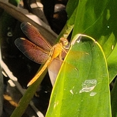 Brachythemis contaminata