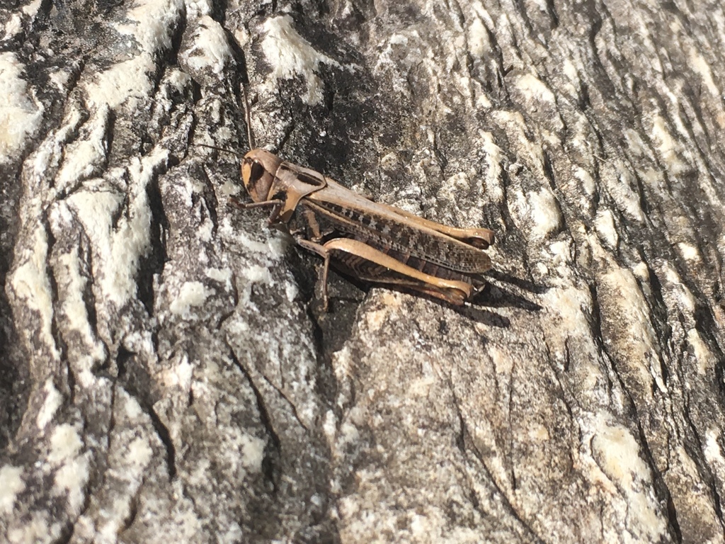 Parapellopedon instabilis