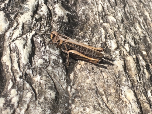 Parapellopedon instabilis