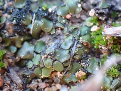 Psoraceae