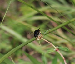 Megachile bahamensis