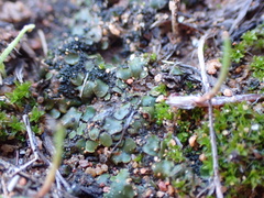 Psoraceae
