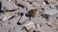 Junonia pacoma
