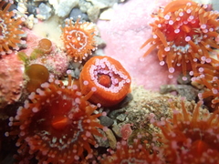 Corynactis australis