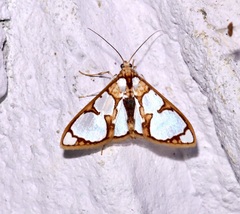 Glyphodes grandisalis