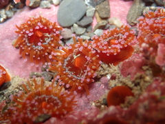 Corynactis australis