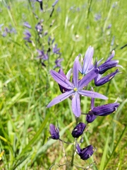 Camassia quamash quamash