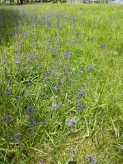 Camassia quamash quamash