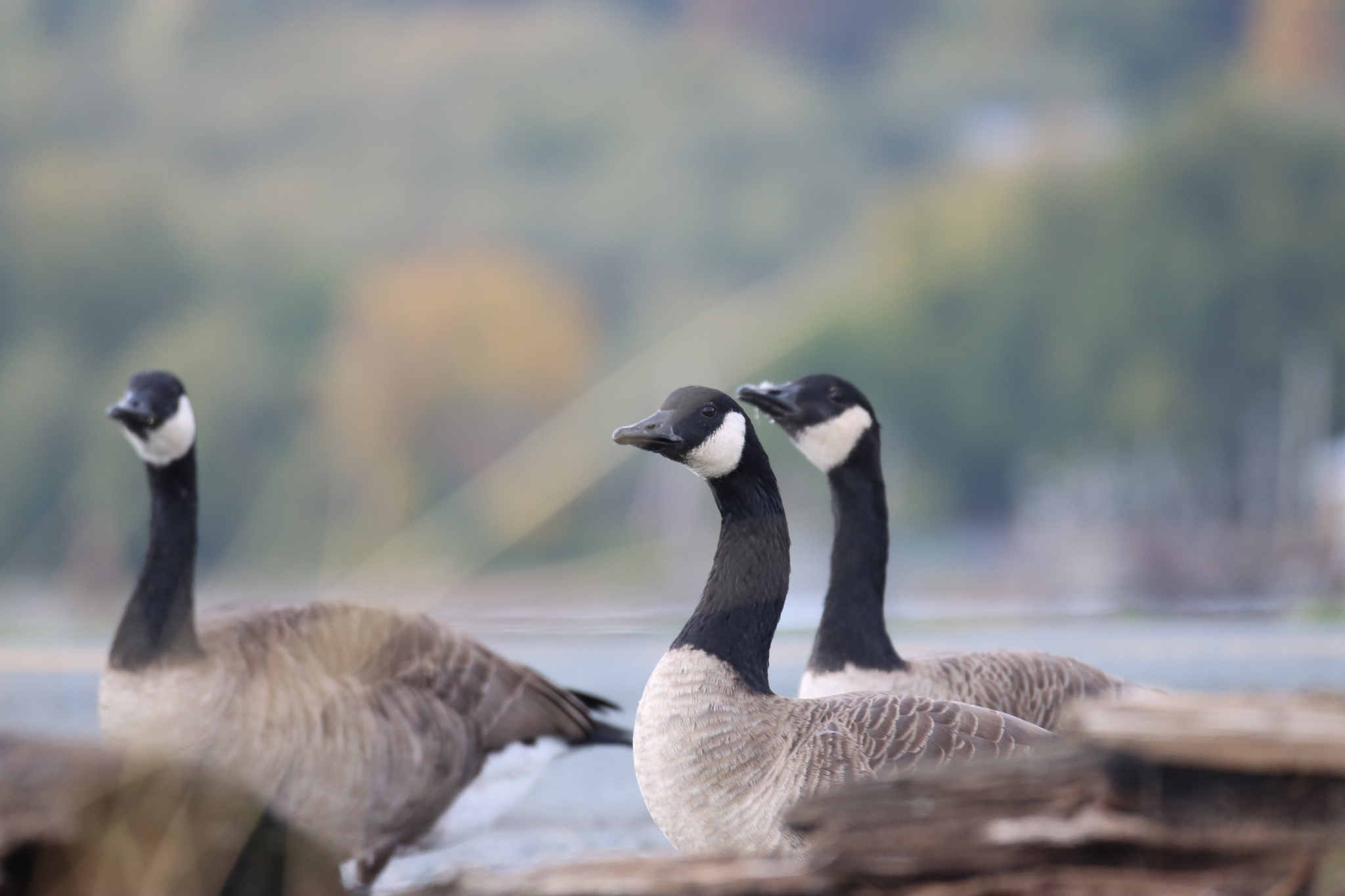 Canada Goose