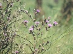 Lessingianthus rubricaulis
