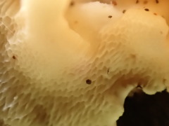 Skeletocutis amorpha