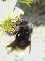 Bombus volucelloides