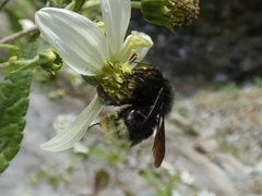 Bombus volucelloides