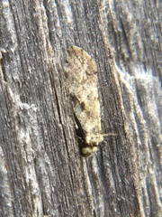 Myopsocidae