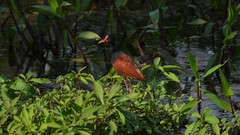 Jacana jacana