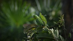 Forpus xanthopterygius