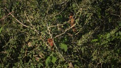 Pseudoseisura unirufa