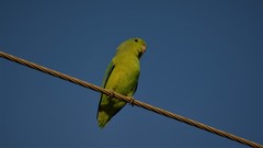 Forpus xanthopterygius