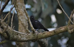 Cercomacra melanaria