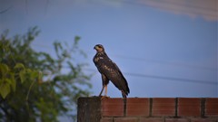 Rostrhamus sociabilis