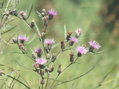 Lessingianthus rubricaulis