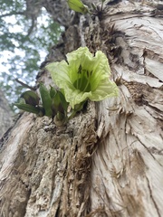 Parmentiera aculeata