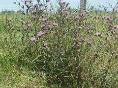 Lessingianthus rubricaulis