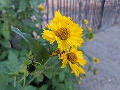 Verbesina encelioides