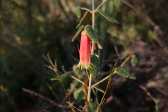 Correa reflexa scabridula