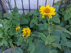 Verbesina encelioides