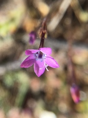 Gilia tenuiflora