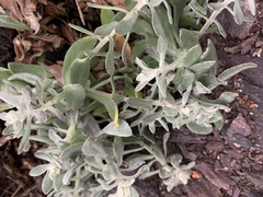 Senecio ostenii