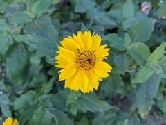 Verbesina encelioides
