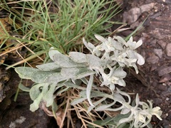 Senecio ostenii