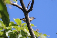 Dicaeum ignipectus cambodianum