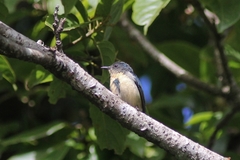Dicaeum ignipectus cambodianum