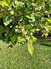 Ficus aurea