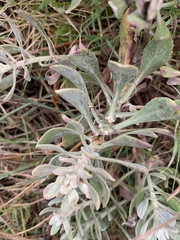Senecio ostenii