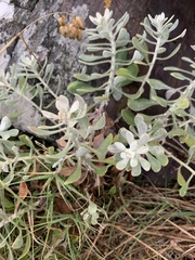 Senecio ostenii