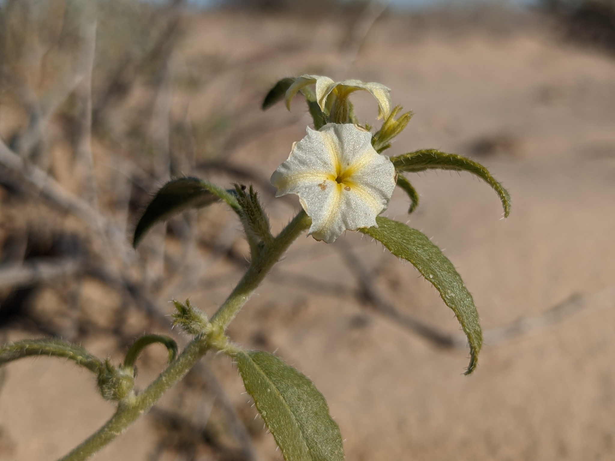 Euploca convolvulacea ssp. californica