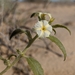 Euploca convolvulacea californica - Photo (c) Peri Lee Pipkin,  זכויות יוצרים חלקיות (CC BY-NC), הועלה על ידי Peri Lee Pipkin