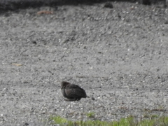Laterallus jamaicensis coturniculus