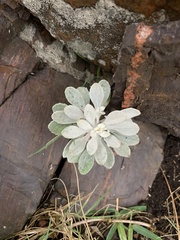 Senecio ostenii