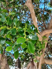 Ficus aurea