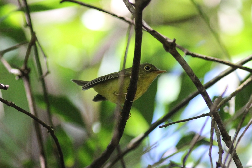 Martens's Warbler photo