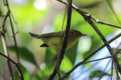 Phylloscopus omeiensis
