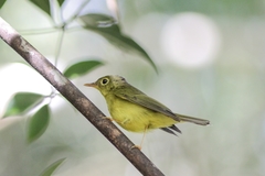 Phylloscopus omeiensis
