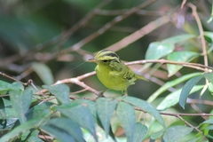 Phylloscopus ricketti